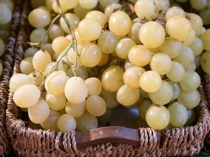 Tumori, cure più efficaci con i semi dell’uva